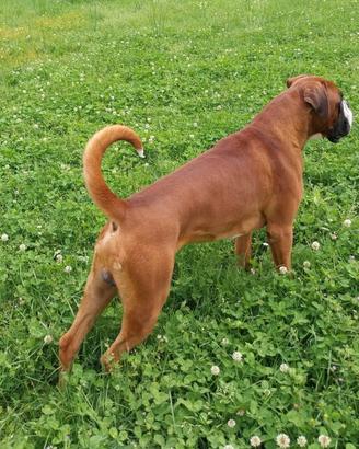 Boxer per accoppiamento