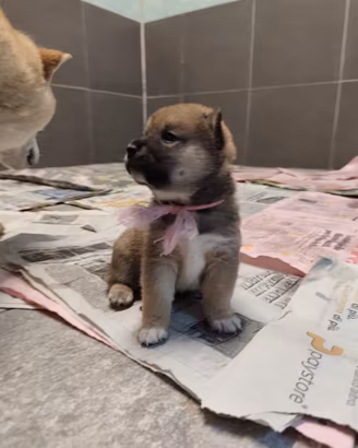 Cuccioli shiba