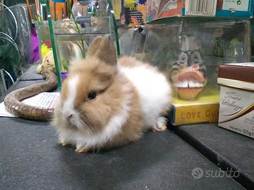 Coniglietti nani e ariete