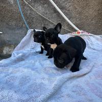 Splendida cucciolata di Buldog francese