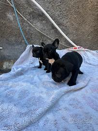 Splendida cucciolata di Buldog francese