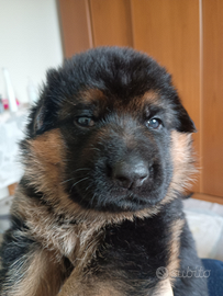 Cucciole Pastore Tedesco