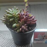   PIANTE GRASSE  E ERBA MISERIA 