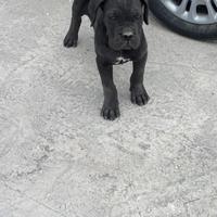 Cucciolo di cane corso