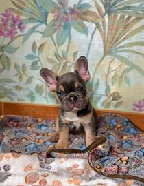 Cuccioli bulldog francese blu tan lilac Isabella