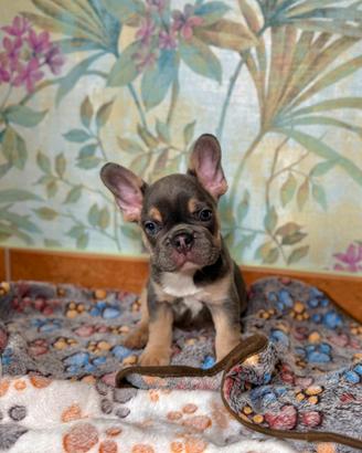 Cuccioli bulldog francese blu tan lilac Isabella