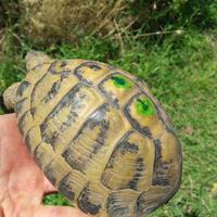Tartaruga HERMANNI BOETTGERI MASCHIO ADULTO