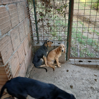 Cuccioli di segugio italiano pelo forte