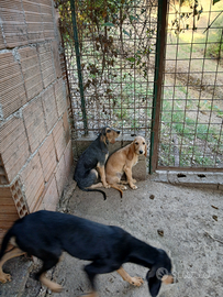 Cuccioli di segugio italiano pelo forte