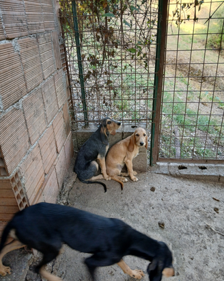 Cuccioli di segugio italiano pelo forte