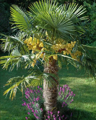 Palme resistenti al gelo a prezzi stracciati