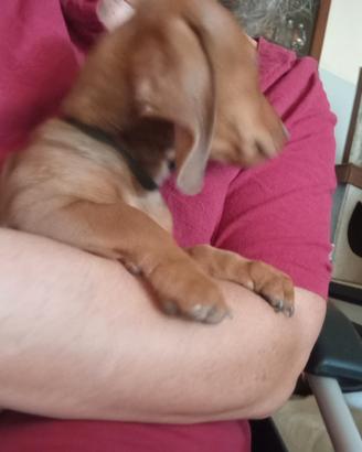 Cuccioli bassotto tedesco nano a pelo raso