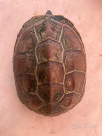 Tartaruga