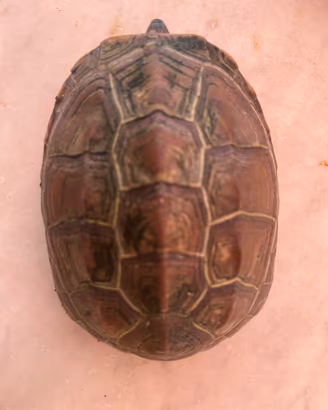 Tartaruga