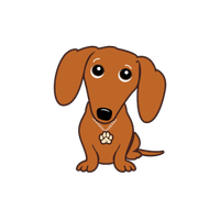 BASSOTTO arlecchino cucciolo FEMMINA