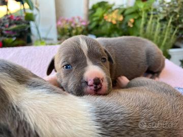 Cuccioli Amstaff Blue