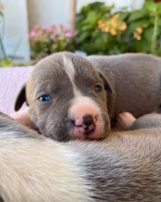 Cuccioli Amstaff Blue
