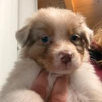 Australian shepherd con pedigree