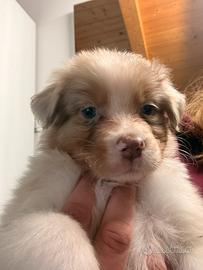 Australian shepherd con pedigree