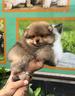 cuccioli-di-spitz-di-pomerania-mini-toy