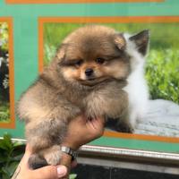 Cuccioli di spitz di pomerania mini toy