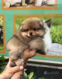 Cuccioli di spitz di pomerania mini toy