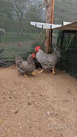 Coppia amrocks e galline marans