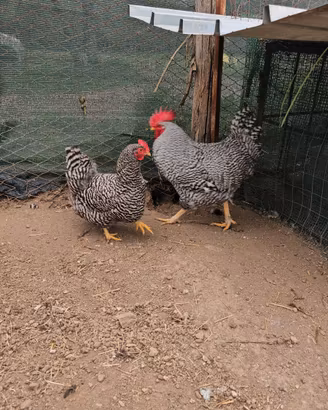 Coppia amrocks e galline marans