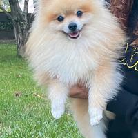 Maschio di Spitz Pomerania