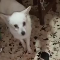 Cucciolo di volpino
