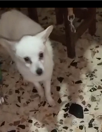 Cucciolo di volpino