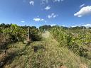 ter-agricolo-a-nepi