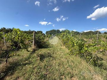 TER. AGRICOLO A NEPI