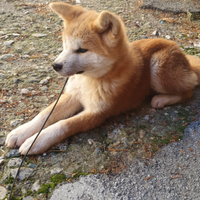 Cuccioli di akita inu