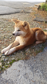 Cuccioli di akita inu