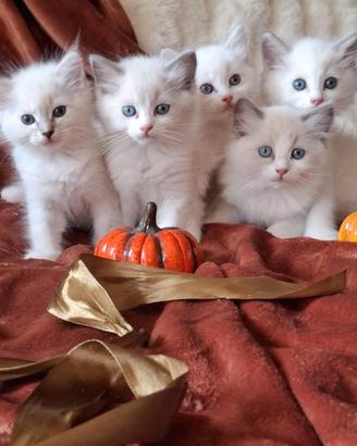 Ragdoll con Pedigree