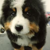 Cuccioli di Bovaro del Bernese