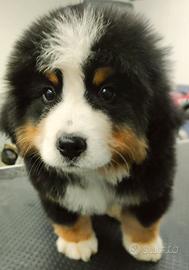 Cuccioli di Bovaro del Bernese