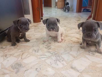 buldog francese maschio 