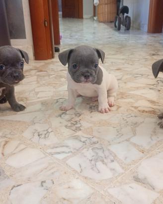 buldog francese maschio 