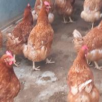 Galline Ovaiole