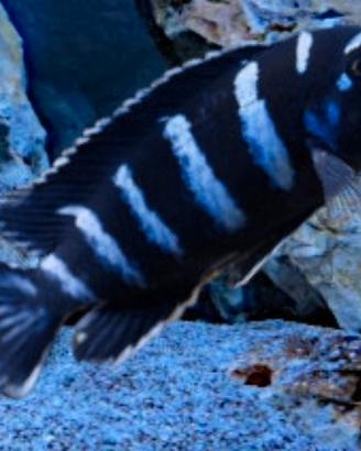 Ciclidi demasoni