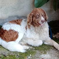 REBEL meticcio taglia media 1 anno e mezzo