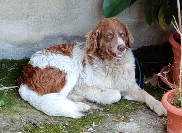 REBEL meticcio taglia media 1 anno e mezzo