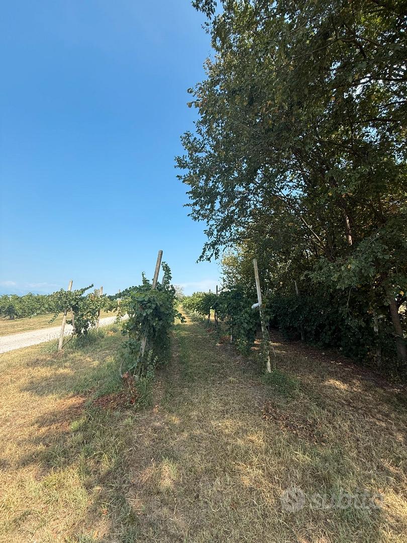 Vigneto PINOT BIANCO - Vista 2