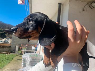 5 maschietti bassotti