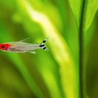 Pesci d'acqua dolce Hemmigrammus