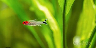 Pesci d'acqua dolce Hemmigrammus