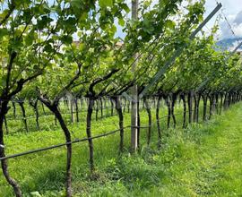 Terreno Pinot grigio