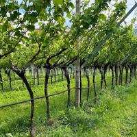 Terreno Pinot grigio